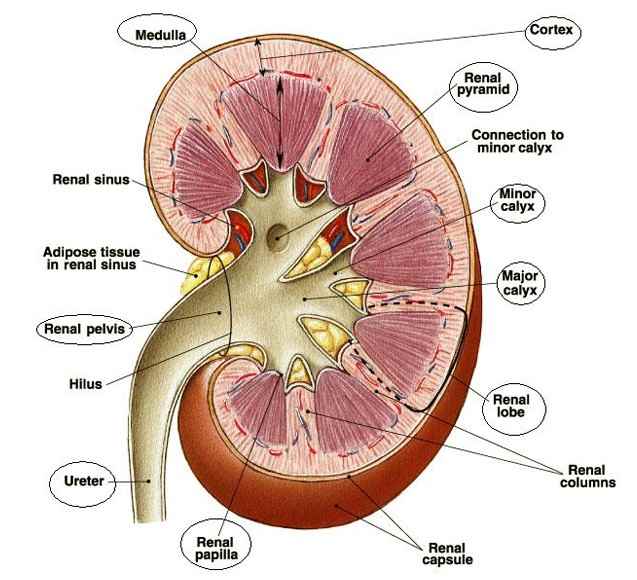 bright-s-disease-hereditary-symptoms-causes-treatment-hubpages