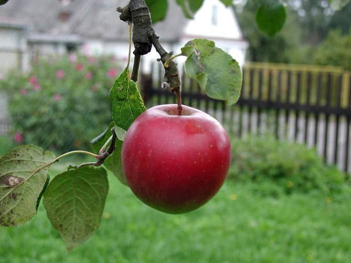 What does "the apple doesn't fall far from the tree" mean? Source: http://commons.wikimedia.org/wiki/File:Beautiful_red_apple.jpg
