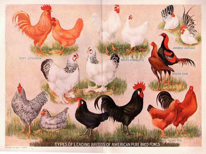 What does "don't count your chickens before they hatch" mean? Source: http://commons.wikimedia.org/wiki/File:Chickens.jpg