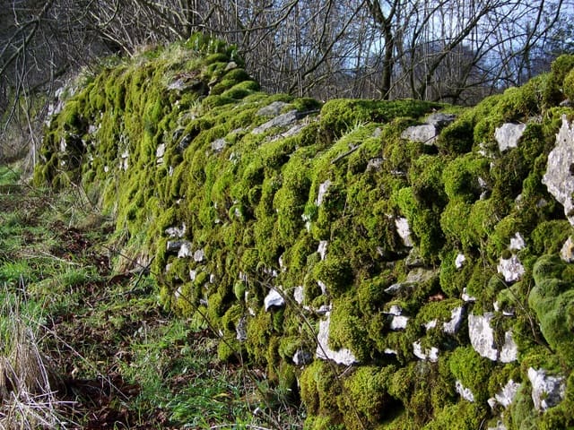 What does "a rolling stone gathers no moss" mean? Source: http://commons.wikimedia.org/wiki/File:Moss_covered_stone_wall,_Ubley_-_geograph.org.uk_-_1671489.jpg