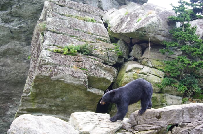 This black bear in the Grandfather Mountain in North Carolina seems to be on the prowl. It is generally easier to defend oneself against a black bear attack.