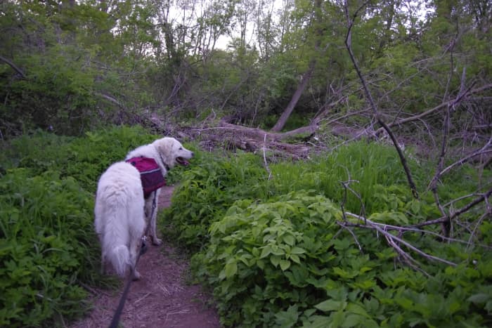 I let K2 lead me during the hikes, but he is always on a leash that can be easily unhooked..
