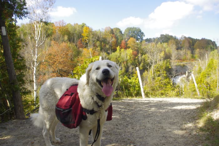 K2's 3 tags can be seen on his collar in this picture. I put bear bell on my backpack instead.