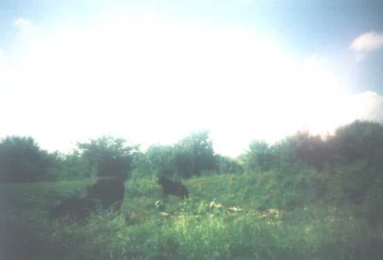 A mama black bear with its two cubs. I took this blurry picture while retreating slowly.