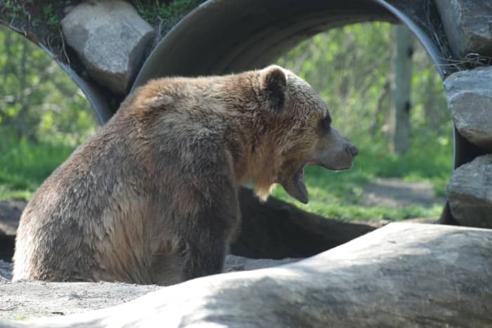 In case of a grizzly bear attack, kiss your a** goodbye. Proactive protective measures are the best bet here.
