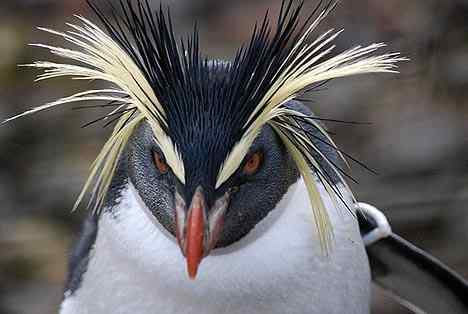 Characteristics of Rockhopper Penguins - HubPages