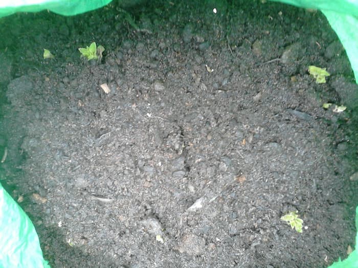 Once you have placed 2 to 3 of your seed potatoes into the potato bag, cover them with a layer of compost and give the good watering.