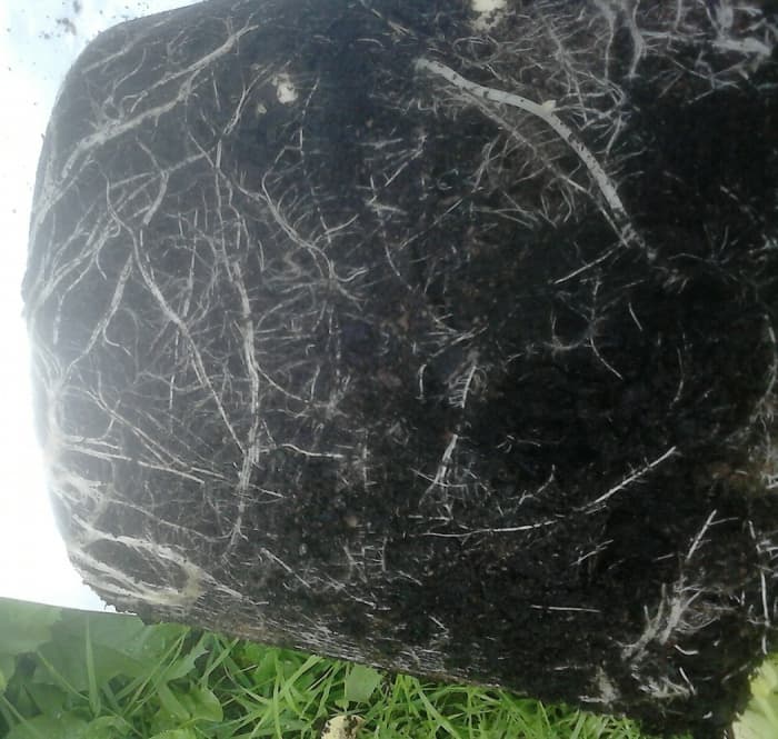 Once you remove the compost from the grow bag you will need to start rooting throught the it to find the potatoes.