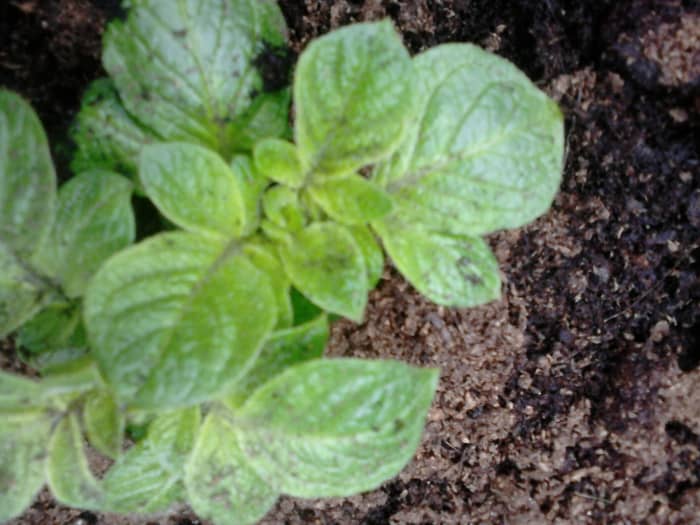By the end of the fourth week the sprouts will have really grown. You will see that every day the grow more and more.