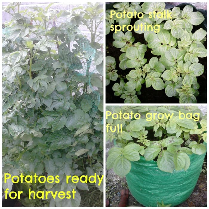 Each week you will see an increase in the size of the potato stalks in the potato grow bags.