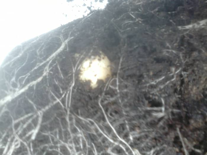 You will have to empty the clay out of the grow bag onto a bin liner to remove the potatoes from the clay. You will see lots of roots running throught the compost.
