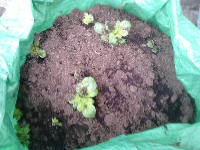 At the beginning of the third week if the weather is seasonally hot, you will see the sprouts starting to emerge more.