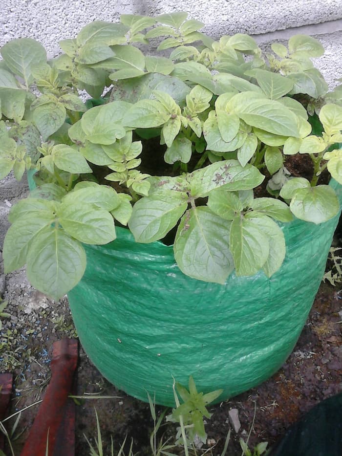 By the end of the sixth week the potato stalks will be rising well about the potato grow bag. There are still a few more weeks left before the potatose will be ready to harvest.