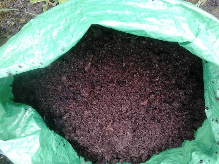 Once the clay is layered over the sprouts on the potatoes, it will look like this. Keep layering compost over the potato stalks each time they appear.