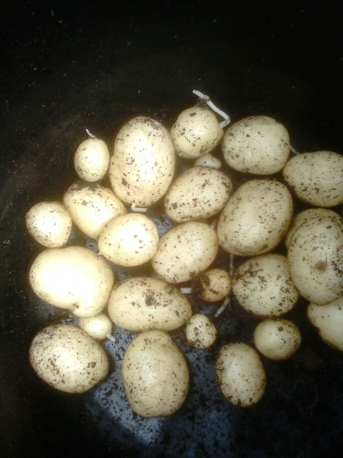 Put the potatoes you have removed from the grow bag into a bucket. You should get a good few potatoes from each grow bag.