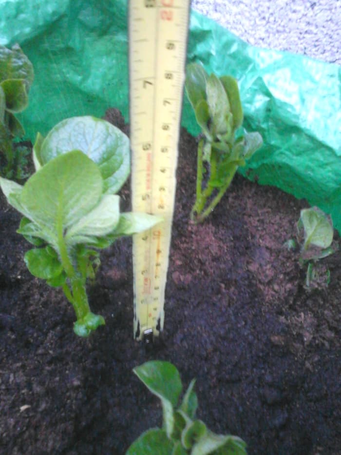 Remember that each time the potato stalks start to grow, you need to add more compost into the potato bag. You keep this up until the bag is filled to the very top with compost.