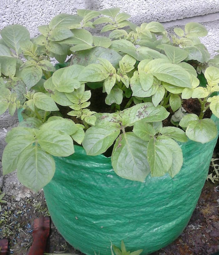 You can buy seed potatoes in any good hardware store or market. There are different types of varieties out there so choose one that meets your needs.