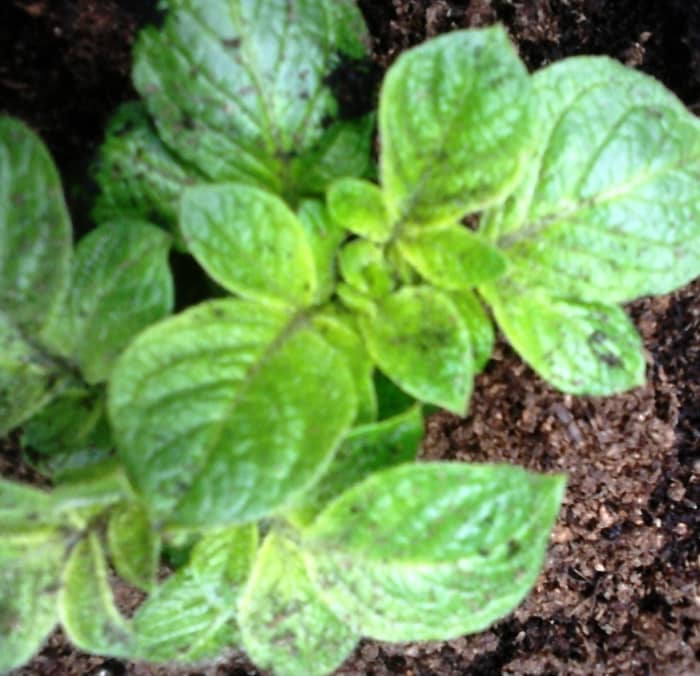 Once you see the sprouts appearing on your potatoes, it's important that you cover the potatoes each time. You will be surprised how quick it starts to grow.