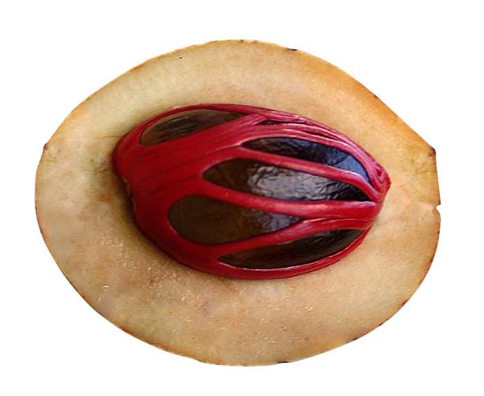 A Cut Section Of Nutmeg Fruit Showing The Seed And Mace (Javitri)