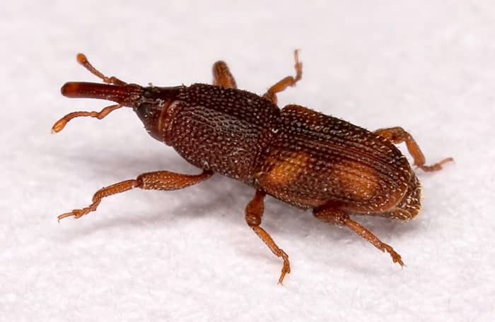 The rice weevil (Sitophilus oryzae) attacks grains.