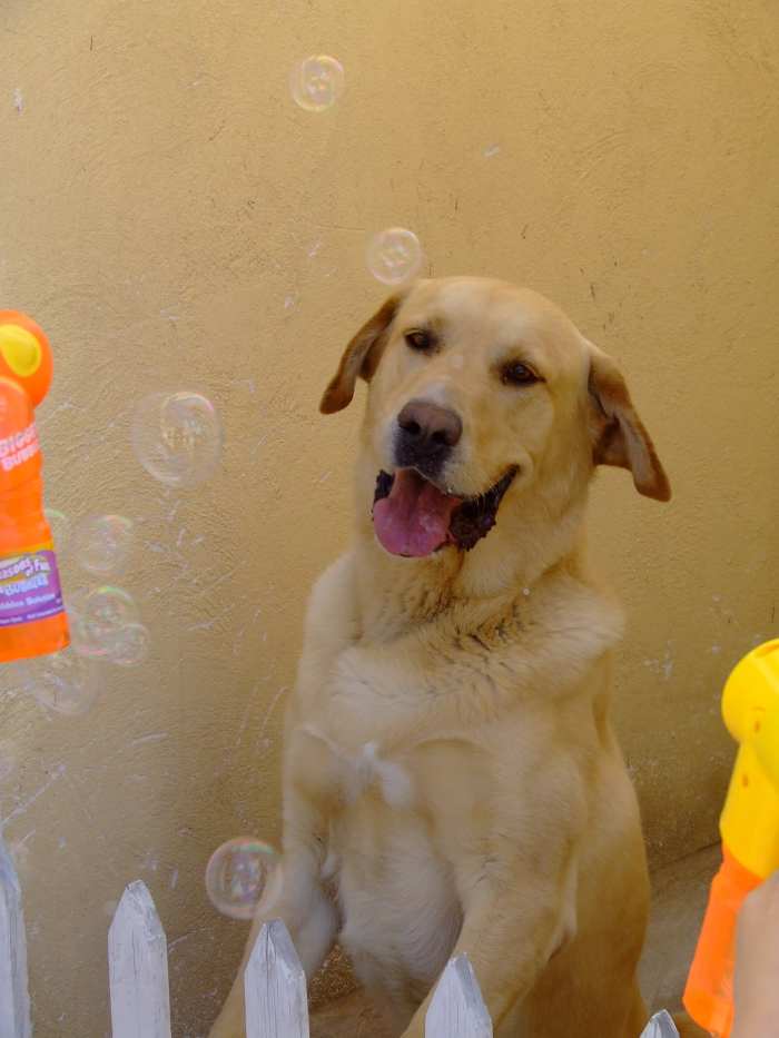 Are All Dogs Born Knowing How to Swim? PetHelpful