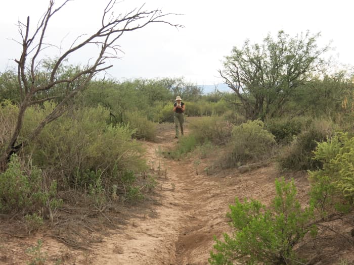 Trail to Presidio Santa Cruz de Terrenate winds through the high desert sea of chaparral