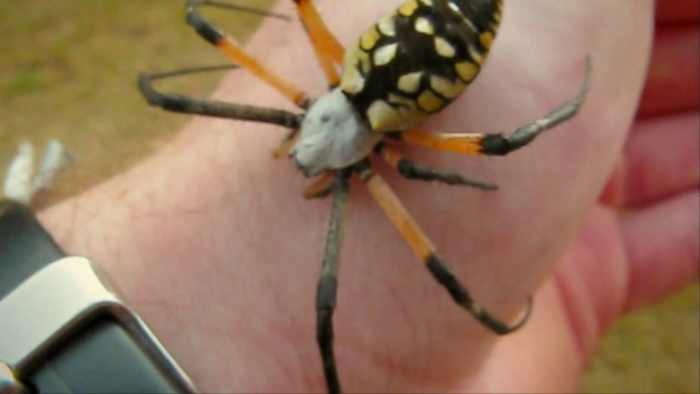 The Big Yellow Garden Spider, a Beneficial Spider - HubPages