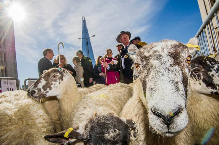 Freemen of the City of London exercise their right to drive sheep across London Bridge, 27th September, 2015 (last weekend in September)