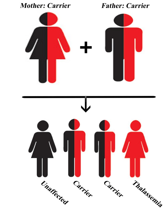 When both the mother and father are carriers; Chances for children with thalassemia: 25%, Chances for children who are carriers: 50%
