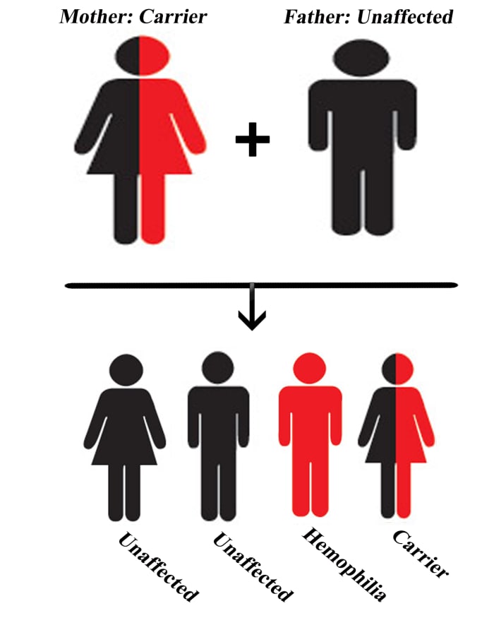 When the mother is a carrier but the father is unaffected; Chances of sons with Hemophilia: 50%, Chances of daughters who are carriers: 50%