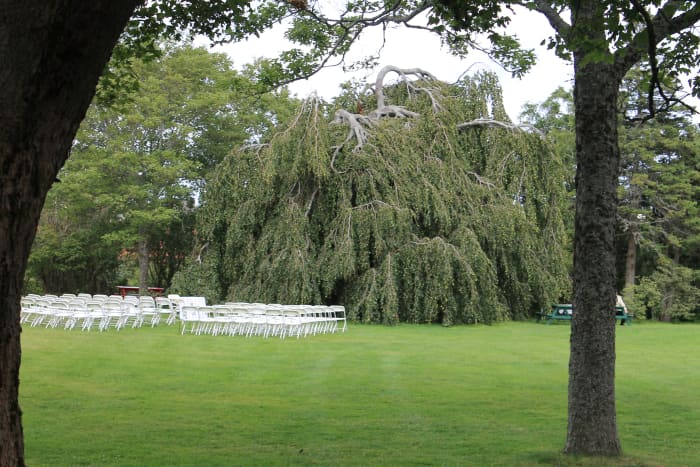 The Weeping Beech on the front lawn of the bungalow. The lawn has been set up for a wedding.