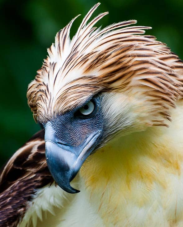 10 Largest Raptor Birds - HubPages