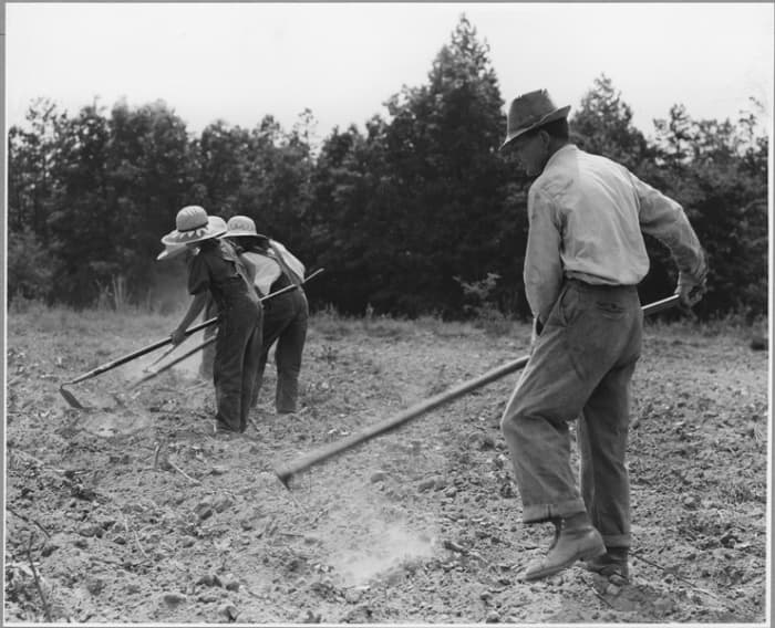 NARA record 5307166 Harmony Community Putnam County Georgian chopping cotton.
