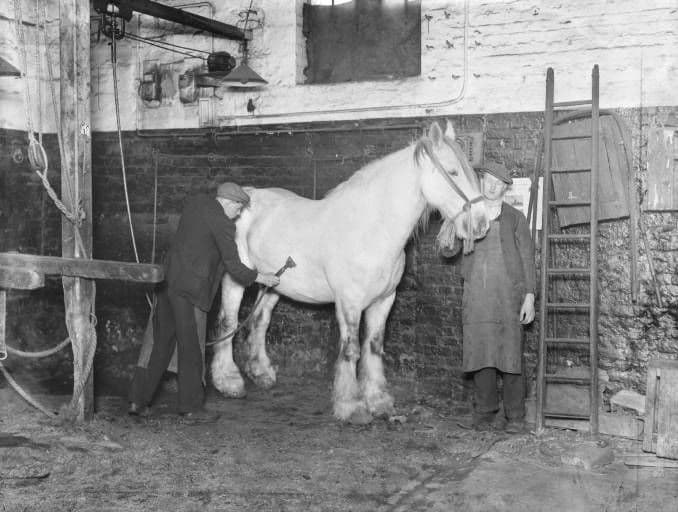 A groom clips one of the 'fleet' before passing it for duty. This was the former Midland Railway premises at the King's Road stables, St. Pancras, London NW1