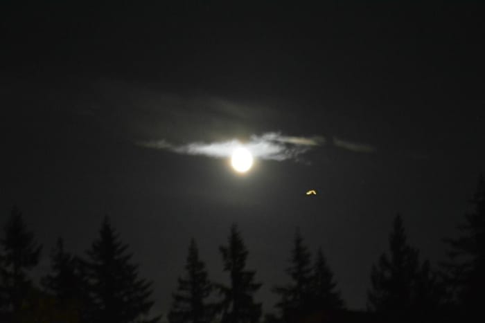 This is a great shot of a TR-3B and the Moon near Ileana the Star Traveler's house in British Columbia