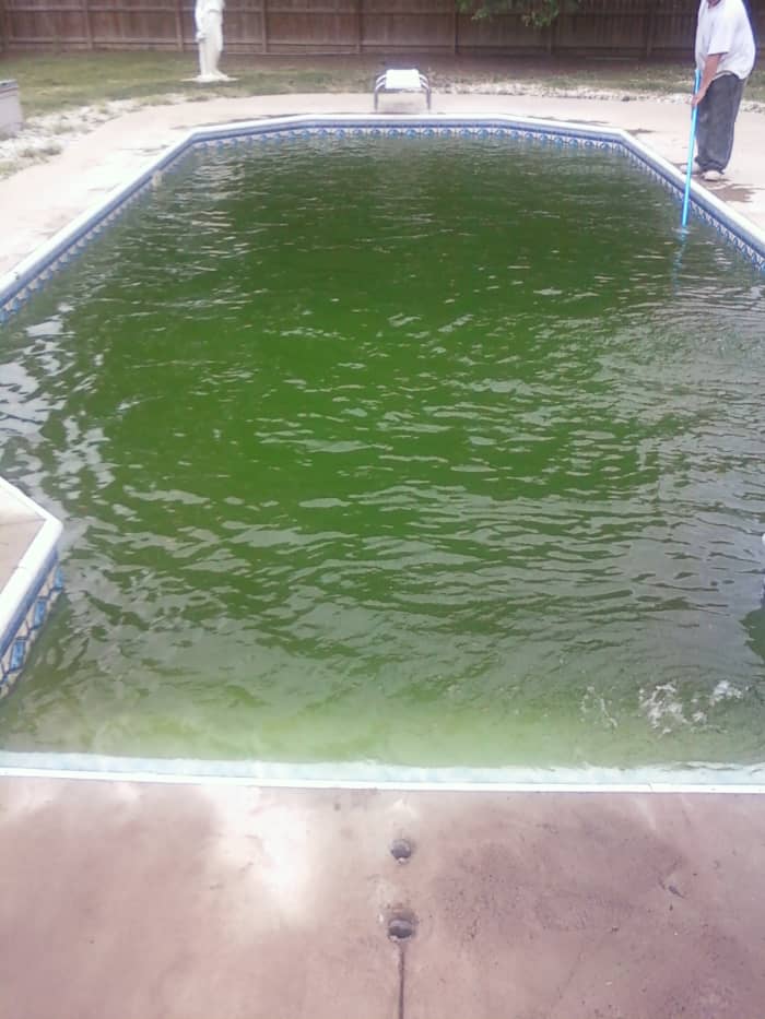 Green algae can grow in a pool that is warm and untreated.