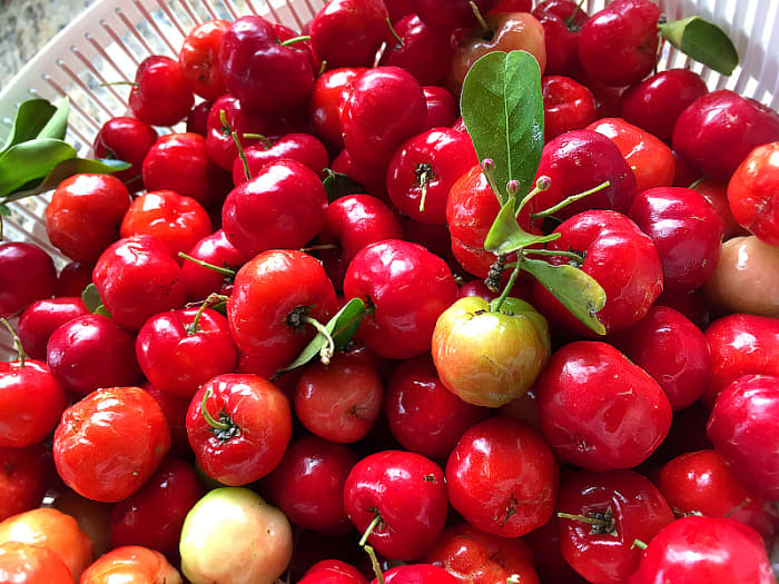 Tropical Taste of Hawaii: The Awesome Acerola Cherry - HubPages