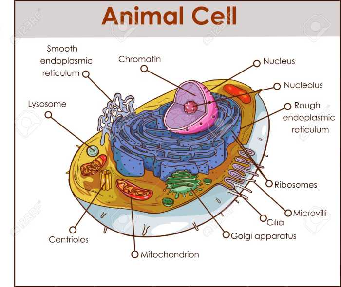 The Cell: Theory & Structure - HubPages