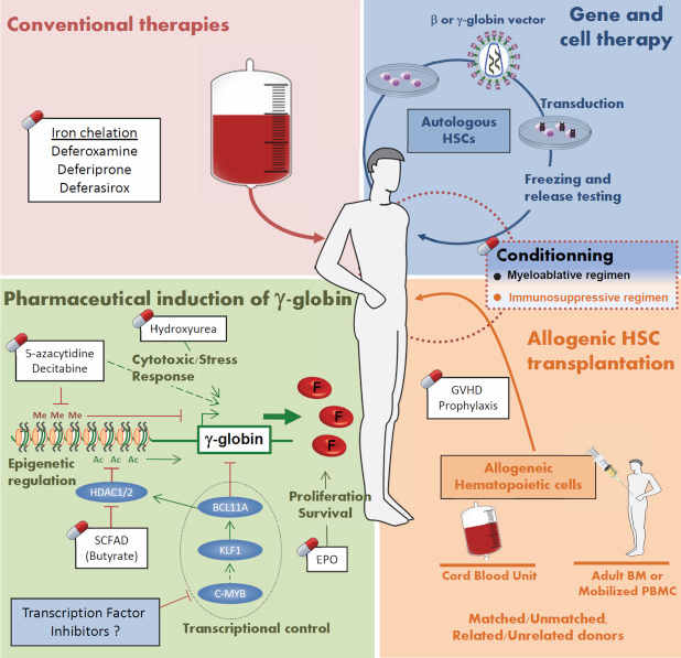 Thalassemia A Disorder HubPages