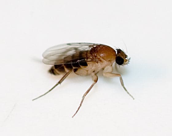 The scuttle/coffin fly can play an important role in criminal investigations