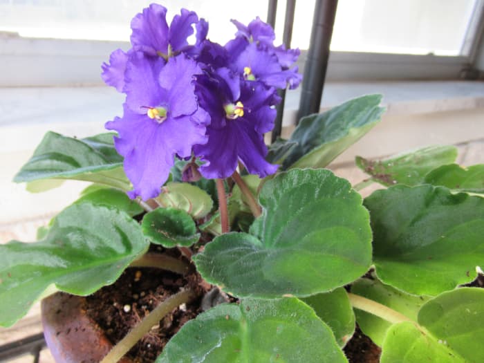 Caring for African Violets-Tips and Ideas - HubPages