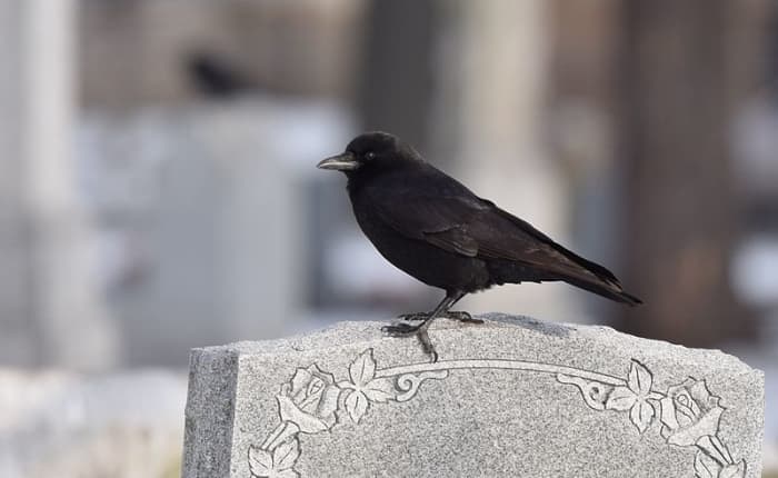 No doubt crows are hitched to humanity, from the cradle to the grave