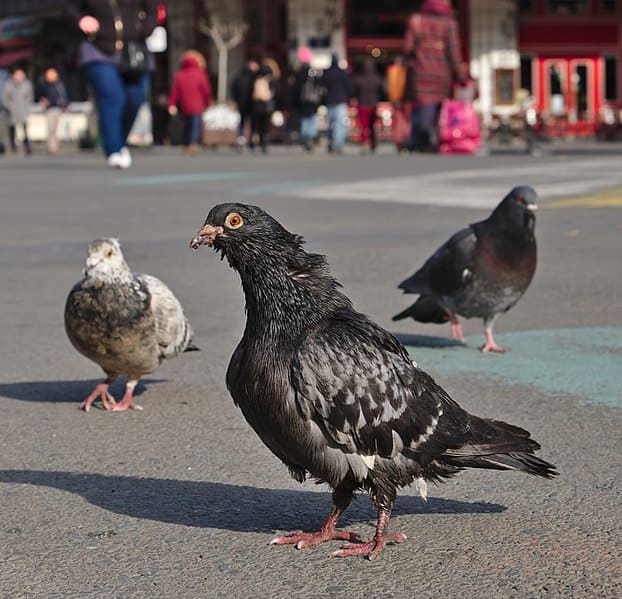 Rock Doves in a public square - Peace or pestilence on the wing?