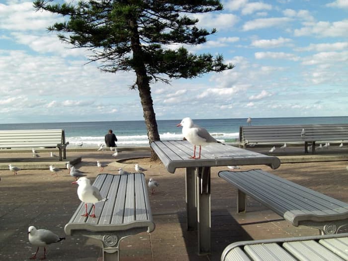 The Covid 19 crisis has grown so acute that even the birds are social distancing.