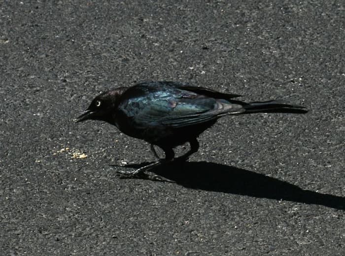 The Brewers Blackbird is the king of the Southern California parking lot. What will be its fate as pandemic parking lots empty?