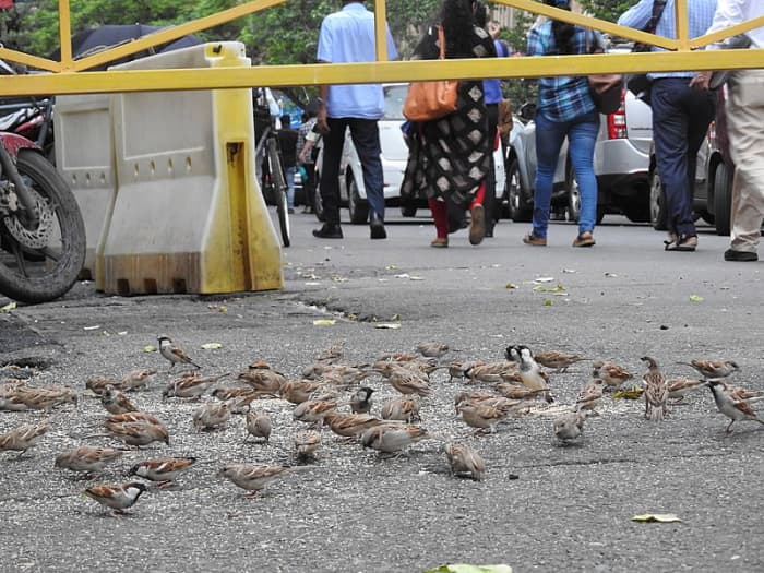 The sun never sets on the former British Empire, and from England to India and all points in between, the habitat of the House Sparrow is humanity.