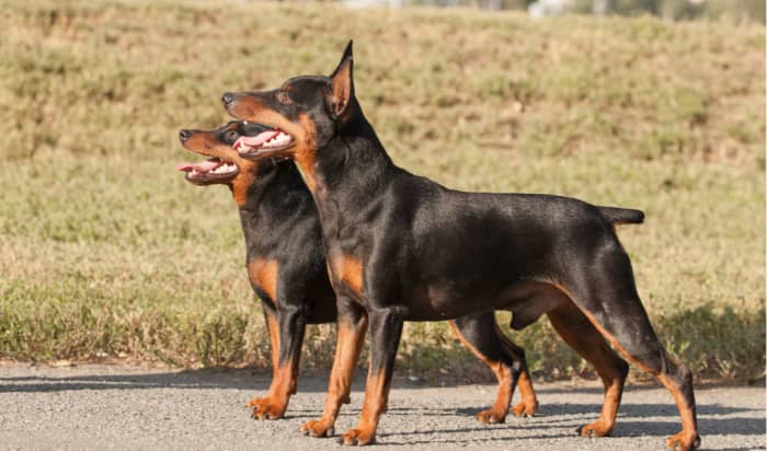 11 Dog Breeds That Look Like Doberman Pinschers - PetHelpful