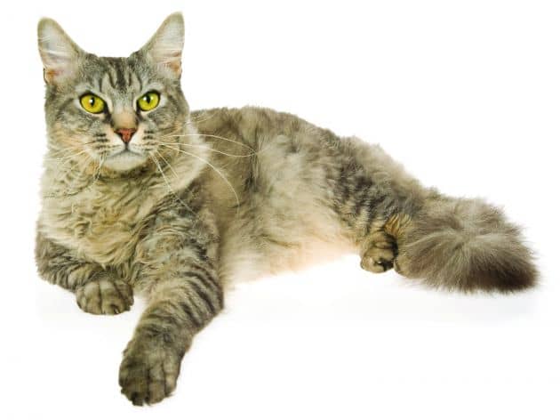 Most Sought-After Cat Breeds of 2020 - HubPages