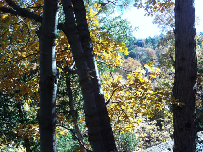 Oak trees with yellow leaves in late November. Even today you can harvest and cook acorns from the oak trees, if you so desired.