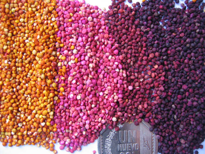 Grain color variation in Quinoa, INIA Genebank, Peru